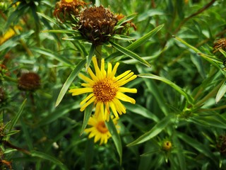 Blumen 