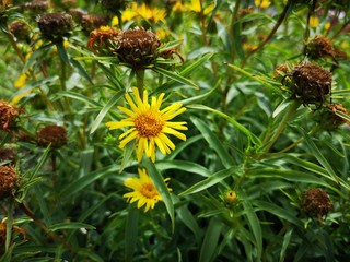 Blumen 