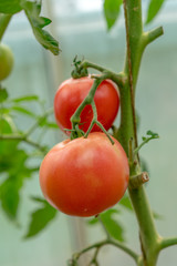 Fresh ripe red tomatoes plant growth in organic greenhouse garden ready to harvest