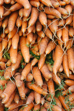 Carrots at farmers market