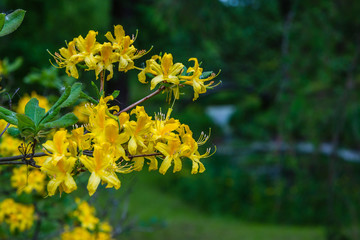 Flowering rhododendrons in the spring garden. Buds and flowers of rhododendrons on a natural background.