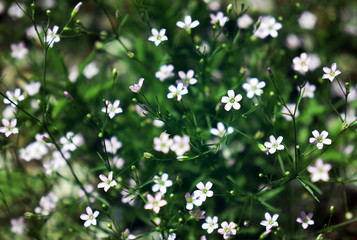 Small blooming wild field flowers on the rural meadow in the weeds.