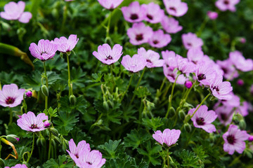 Geranium cinereum in spring garden. Ashy Cranesbill sort 'Ballerina'. A beautiful purple plant for the rock garden