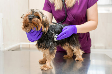 young girl vet in the clinic examine with stethoscope a dog breed Yorkshire terrier