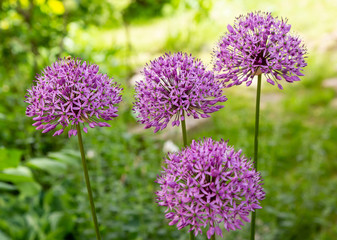 Allium Flowers (Allium Giganteum) in spring garden, Growing bulbs in the garden.
