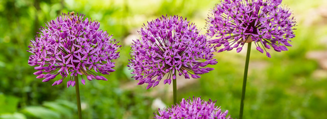 Allium Flowers (Allium Giganteum) in spring garden, Growing bulbs in the garden.