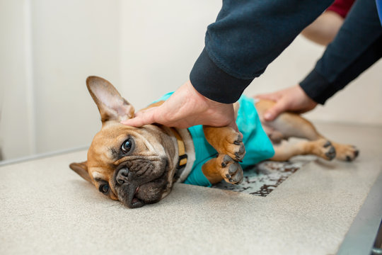 Dog do X-rays on the veterinary x-ray machine. Frightened puppy of breed French bulldog on the inspection procedure. The owner holds the puppy while the vet doctor takes an x-ray