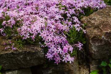 Phlox subulate close up. Decorative ground cover plant Phlox subulate in the garden. The concept of gardening.