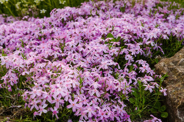 Fototapeta premium Perennial ground cover blooming plant. Creeping phlox (Phlox subulata or moss phlox) on the alpine flowerbed. 