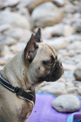 Chien