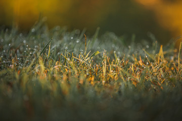 Early morning grass with dew