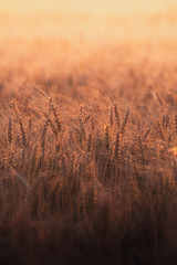 Wheat field at golden hour