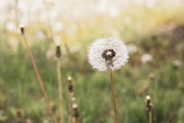 dandelion blowball (Taraxacum officinale) in the control sunlight against the background of the orange evening sky, close-up. Close-up view of a dandelion, blowball against the sunset.