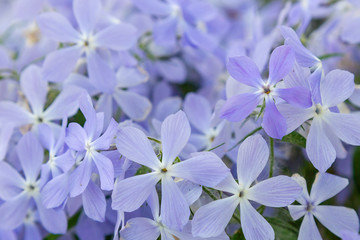 Phlox divaricata in spring garden. 'Blue Moon' flowers, Wild Sweet William or Blue Phlox is wildflowers blooming in garden. Lovely floral background of blue flowers.