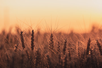 Wheat field at golden hour