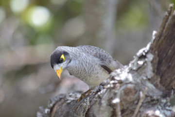 australian bird