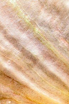 Beautiful Inner Surface of an Australian Abalone