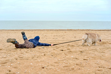 The dog pulls the child for a leash on the sand on the beach and the ocean. Pet training at the beach