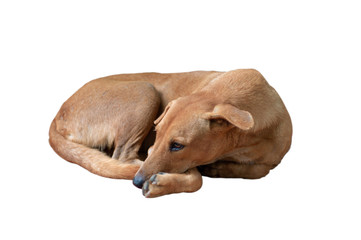 Isolated brown dog lays down on the floor.