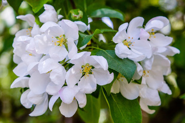 White Apple flowers on a branch in the spring garden. Apple blossom. Spring floral background.