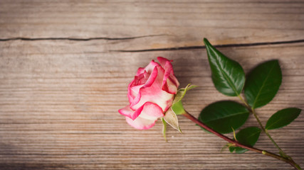 red tulips on wooden background