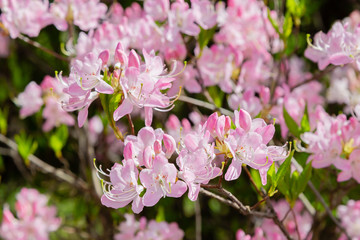 Pink flowers of Rhododendron vaseyi in spring garden. Plant, deciduous shrub; species of the genus Rhododendron. Used as a decorative garden plant