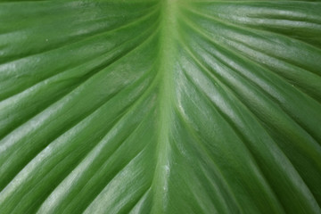 Caladium leaf pattern nature art design.