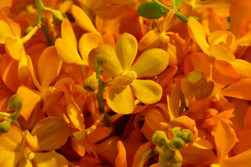 Full frame orange orchid are very bright picture.