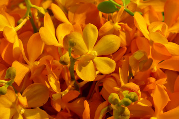 Fototapeta premium Full frame orange orchid are very bright picture.