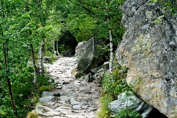 Mountain stone trail through forest in High Tatras. Mountain road in the forest.                      Journey through the Carpathian forests and mountains