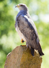 black-chested buzzard-eagle (Geranoaetus) portrait
