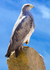 black-chested buzzard-eagle (Geranoaetus) portrait