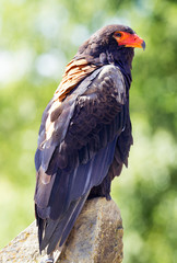 Bateleur eagle (Terathopius ecaudatus) portrait