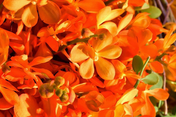 Full frame orange orchid are very bright picture.