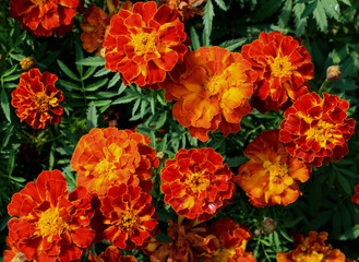 A lot of red yellow flowers marigold among the greenery, wallpaper