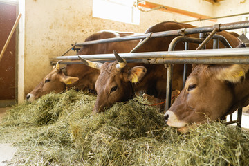 Cows eating hay in stable