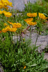 Eschscholzia californica in rock garden. Orange flowers of California poppy in spring garden.