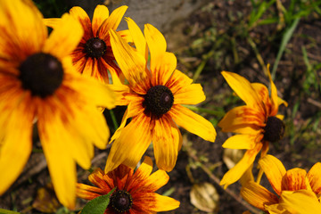 Bright yellow flowers with dark middle