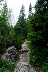 Fototapeta na wymiar Mountain stone trail through forest in High Tatras. Mountain road in the forest. Journey through the Carpathian forests and mountains
