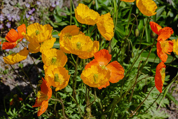 Eschscholzia californica in rock garden. Orange flowers of California poppy in spring garden.