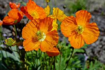 Eschscholzia californica in rock garden. Orange flowers of California poppy in spring garden.