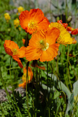 Fototapeta premium Eschscholzia californica in rock garden. Orange flowers of California poppy in spring garden.