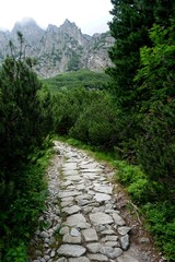 Fototapeta na wymiar Mountain stone trail through forest in High Tatras. Mountain road in the forest. Journey through the Carpathian forests and mountains