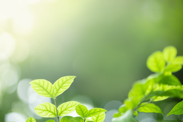 Close up of nature view green leaf on blurred greenery background under sunlight with bokeh and copy space using as background natural plants landscape, ecology wallpaper concept.