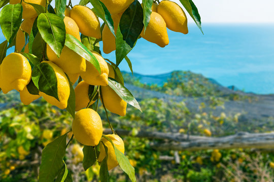 Bunches of fresh yellow ripe lemons with green leaves on lemon tree branches