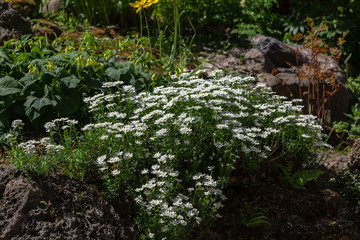 Iberis gibraltarica in the rock garden. Floral background with white flowers. Ground cover plants for Alpine slides.