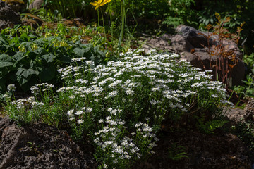 Iberis gibraltarica in the rock garden. Floral background with white flowers. Ground cover plants for Alpine slides.