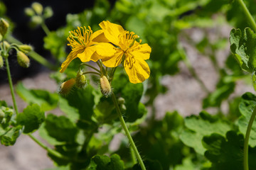Сhelidonium majus in garden. Medicinal plants in the garden. Helidonium majus, greater celandine, nipplewort