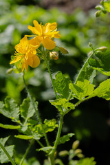 Сhelidonium majus in garden. Medicinal plants in the garden. Helidonium majus, greater celandine, nipplewort