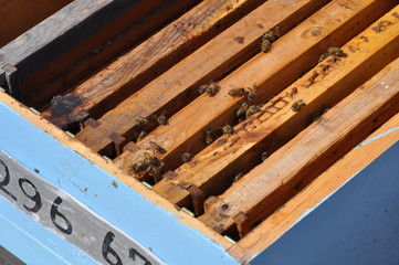 The beautiful insect bee in the natural environment